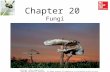Chapter 20 Fungi Mushrooms: ©Frans Lemmens/Corbis Copyright © McGraw-Hill Education. All rights reserved. No reproduction or distribution without the prior.