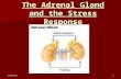 10/10/20151 The Gland and the Stress Response The Adrenal Gland and the Stress Response.