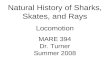 Natural History of Sharks, Skates, and Rays Locomotion MARE 394 Dr. Turner Summer 2008.