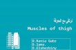 Muscles of thigh D.Rania Gabr D.Sama. D.Elsherbiny.