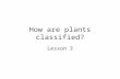 How are plants classified? Lesson 3. Vocabulary Gymnosperm: a seed plant that does not produce a flower. They include pines, firs, and other cone-bearing.