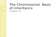 The Chromosomal Basis of Inheritance Chapter 15. The Chromosomal Theory of Inheritance chromosomes and genes are present as pairs in diploid cells homologous.