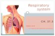 CH. 37.3 VIDEO CLIP HTTP:// Respiratory system.