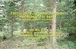 Fertilizing Interior Forests: the scientific basis (and some informed speculation) Rob Brockley B.C. Ministry of Forests and Range Kalamalka Forestry Centre.