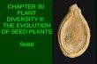 CHAPTER 30 PLANT DIVERSITY II: THE EVOLUTION OF SEED PLANTS Seed.
