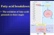 Fatty acid breakdown The oxidation of fatty acids proceeds in three stages.