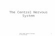 SPPA 2050 Speech Anatomy & Physiology 1 The Central Nervous System.