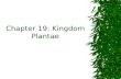 Chapter 19: Kingdom Plantae. 19.1 Land plants evolved from green algae  Multicellular  Usually photosynthetic  Mostly terrestrial  Plant: multicellular.