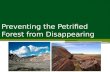 Preventing the Petrified Forest from Disappearing.