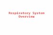 Respiratory System Overview. Nasal Cavity Warms and moistens air so that it doesn’t damage the respiratory tract. Dust and debris is also removed by short.