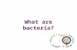 What are bacteria?. Bacteria are single celled organisms that lack a nucleus, and multiply by cell division. Are they eukaryotic or prokaryotic cells?