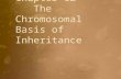 Chapter 12 The Chromosomal Basis of Inheritance. Timeline 1866- Mendel's Paper 1875- Mitosis worked out 1890's- Meiosis worked out 1902- Sutton, Boveri.