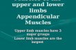 Muscles of the upper and lower limbs Appendicular Muscles Upper limb muscles have 3 major groups Lower limb muscles are the largest.