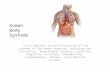 Human Body Systems 7.12 B Identify the main functions of the systems of the human organism, including the circulatory, respiratory, skeletal, muscular,