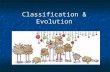 Classification & Evolution. Evolution - Microevolution A change within the gene pool of a population over time (changes in the percentages of alleles)