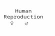 Human Reproduction ♀ ♂. Reproduction BINGO Free Space and…. Cervix Clitoris Estrogen Progesterone Fertilization Menstruation Menstrual Cycle Ova Ovaries.