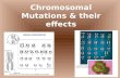 Chromosomal Mutations & their effects. Karyotype A picture of the chromosomes of an individual or a species, including number, form, and size of the chromosomes.