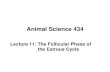 Animal Science 434 Lecture 11: The Follicular Phase of the Estrous Cycle.