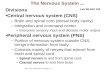 BIO L 105—lab 8B-Nerve Histology-----1 The Nervous System 11/14 Divisions Central nervous system (CNS) –Brain and spinal cord (dorsal body cavity) –Integration.