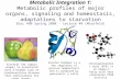 Metabolic Integration 1: Metabolic profiles of major organs, signaling and homeostasis, adaptations to starvation Bioc 460 Spring 2008 - Lecture 40 (Miesfeld)
