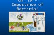 Ch. 19 – Importance of Bacteria!. Used in food – yogurt, cheese, sauerkraut Used in food – yogurt, cheese, sauerkraut Decompose dead things Decompose.