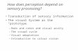 How does perception depend on sensory processing? Transduction of sensory information The visual system as the “prototype” –Rods and cones and visual acuity.