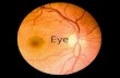 Eye. Layers Cornealscleral layer (tunica fibrosa) Uvea (tunica vasculosa) Retinal layer (tunica interna or nervosa)