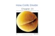 How Cells Divide Chapter 10. Prokaryotic Chromosome Prokaryotes typically have only one chromosome This chromosome contains all of the genes required.