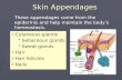Skin Appendages ► ► Cutaneous glands   Sebaceous glands   Sweat glands ► ► Hair ► ► Hair follicles ► ► Nails These appendages come from the epidermis.