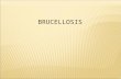 BRUCELLOSIS. Brucellosis is also known as Bang’s Disease. Brucellosis is known as a contagious abortion disease in animals. In humans, the disease is.