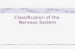 Classification of the Nervous System. Brain Central nervous system (CNS) Spinal cord Peripheral nervous system (PNS) Afferent division Efferent division.