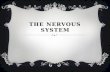 THE NERVOUS SYSTEM.  Neurons- nerve cells that run through our entire body and communicate with each other.  They consist of a cell body, dendrites,