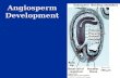 Angiosperm Development. Embryogenesis Establishes body plan of the plant Establishes body plan of the plant  Apical-based pattern  Radial pattern Accompanies.