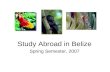 Study Abroad in Belize Spring Semester, 2007. Why Belize? Tropical paradise –Tropical forests Abundant wildlife –Pristine rivers.