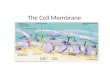 The Cell Membrane. Notes Outline I. History of the Cell and Cell Theory II. The Cell Membrane a)Selective Permeability III. Structure a)Phospholipid Bilayer.