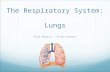 The Respiratory System: Lungs Paul Guerra | Scott Horner.