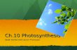 Ch.10 Photosynthesis Sarah Burton and Lauren Thompson.