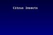 Citrus Insects. About Citrus Thrips Adults are about 1 mm long, orange-yellow in color Wings are fringed with long hairs 1st instar larva is very small;