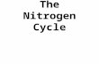 The Nitrogen Cycle. Where is nitrogen found in the environment?