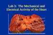 Lab 3: The Mechanical and Electrical Activity of the Heart (A hodgepodge of the heart vol I.