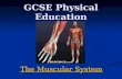 GCSE Physical Education The Muscular System The Muscular System.