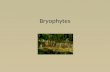 Bryophytes. Bryophytes are nonvascular plant; examples are mosses and their relatives.
