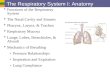 The Respiratory System I: Anatomy  Functions of the Respiratory System  The Nasal Cavity and Sinuses  Pharynx, Larynx, & Trachea  Respiratory Mucosa.