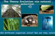 The Theory Evolution via natural selection How did different organisms arise? How are they related?