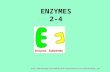 ENZYMES 2-4 .