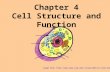 Chapter 4 Cell Structure and Function Image from: acarpi/NSC/13-cells.htm.