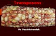 Transposons Dr Derakhshandeh. 2 Mobile Genetic Elements Transposons or Transposable elements (TEs) move around the genome.