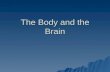 The Body and the Brain. The Nervous System  The nervous system regulates our internal functions.  The central nervous system consists of the brain and.