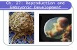 Ch. 27: Reproduction and Embryonic Development Asexual reproduction Budding Fission Fragmentation, accompanied by regeneration Development of an unfertilized.