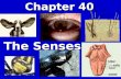 Chapter 40 The Senses. I.Sensory Reception A. Sense organs contains specialized sensory receptor cells that detect stimuli & send the information to CNS.